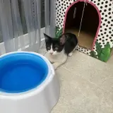 Adopta a Milk.