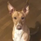 Adopta a Loki