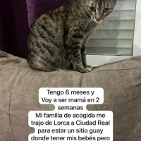 Adopta a Gatitos De Sophi