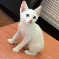 Adopta a Reims
