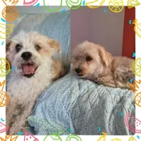 Adopta a Tafi