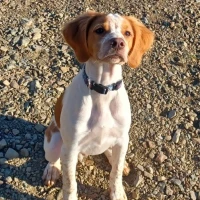 Adopta a Jack