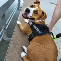 Adopta a Gaia