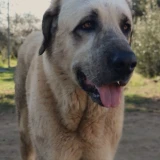 Adopta a Ramboreto