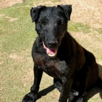 Adopta a Fénix