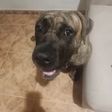 Adopta a Zeus