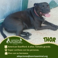 Adopta a Thor