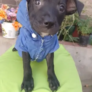 Cirilo