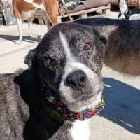 Adopta a Diego