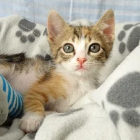 Adopta a Astrid