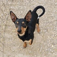 Adopta a Rayo