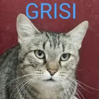 Adopta a Grisi