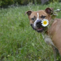 Adopta a Coco