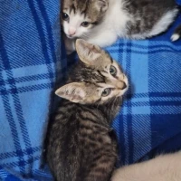Adopta a Jazz,Aura,Y Aslan