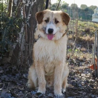 Adopta a Slash