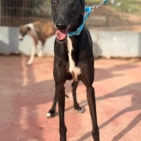 Adopta a Dante