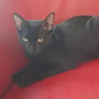 Adopta a Black