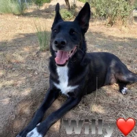 Adopta a Willy