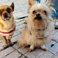 Adopta a Sole Y Martin