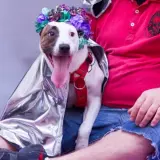 Adopta a Ayron