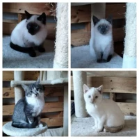 Adopta a Diza Y  Peques