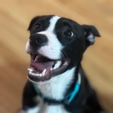 Adopta a Zeus