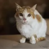 Adopta a Rita