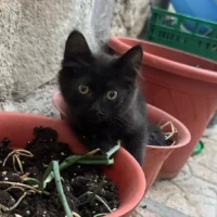 Adopta a Truman Manu