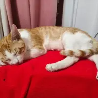 Adopta a Tigra