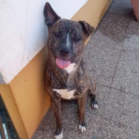 Adopta a Hiroshi
