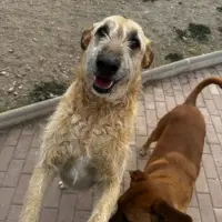 Adopta a Capone