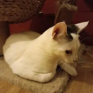Tai