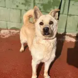 Adopta a Coco