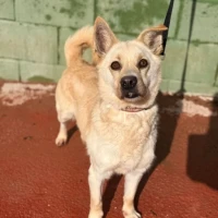 Adopta a Coco