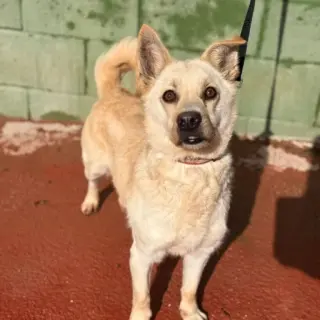 Coco