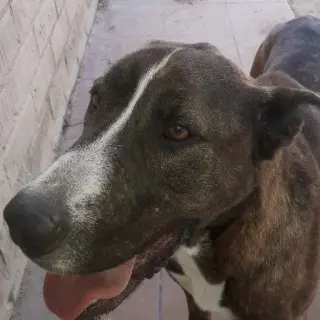 Lujo