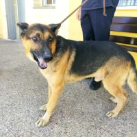 Adopta a Nico