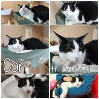 Cor