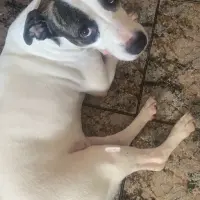 Adopta a Ban