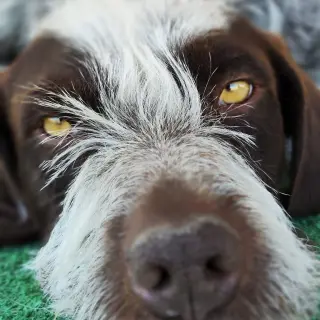 Griffin