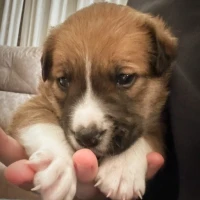 Adopta a Darwin