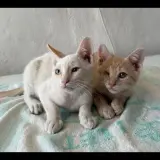 Adopta a Tomás Y Luca