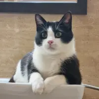 Adopta a Kimchi