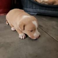 Adopta a Rafa, Cachorro En Adopción, Tlf 645978718