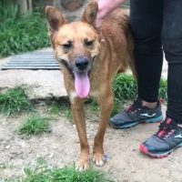 Adopta a Giro