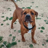 Adopta a Taison