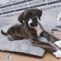 Adopta a Tana