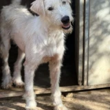 Adopta a Zoe