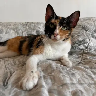 Tortilla