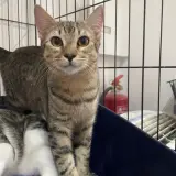 Adopta a Crush